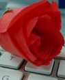 Keyboard and Red Rose